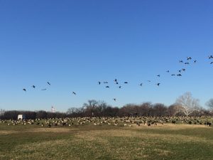 geese-landing